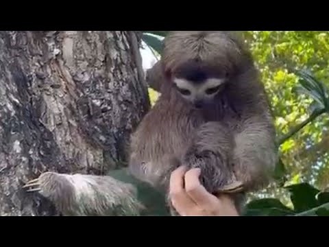 Watch as this baby sloth is reunited with its mother