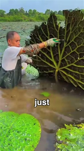 This “Alien Fruit” Farming Is Actually Dangerous 😳