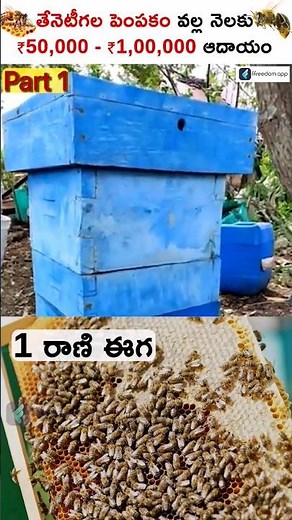 Honey Bee Farming For Beginners - How to Setup Honey Bee Boxes - Part 1 #shorts #honeybeefarming