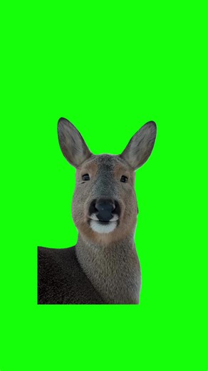 Deer Chewing Memes: Fun Green Screen Videos