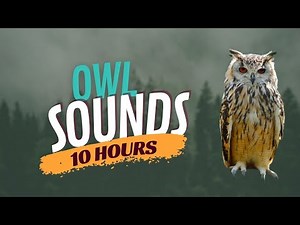 Screech Owl Sound & Cute Owl Sounds (10 Hours) Barn Owl Noises
