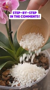 Want Healthier Orchids? Try This Simple Rice Trick for Natural Growth See how in 👉comments | Grandma’s Plant Care Guide