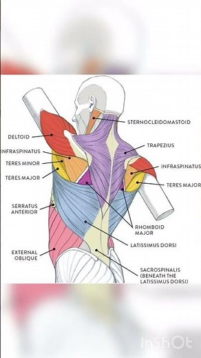 Muscles of your back #muscle #muscleeducation #anatomy #shorts