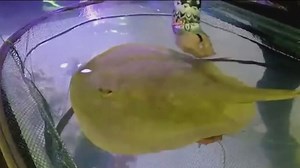 Stingray’s virgin pregnancy has scientists speculating