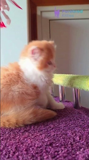 Meet King: Scottish Straight Longhair Kitten 🧸 Red Bicolor Boy ❤️🤍 | #ScottishStraight