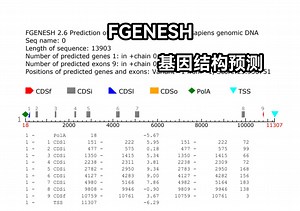 【FGENESH】预测基因结构