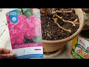 How to prune endless summer hydrangea