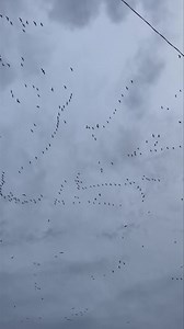 464 reactions · 37 shares | Experience a different kind of March Madness! Join Snow Goose Commanders the world’s largest spring snow goose guiding operation during the Unlimited Spring Snow Goose conservation order in South Dakota! $500 per day with lodging included 3 day minimum! Groups of 6 or more get private lodging and private fields! Call today 660-216-3448 #SGC #kingsofthespring #springsnows #Foxpro #dakotadecoys #tangelfreewaterfowl #sitkagear | Snow Goose Commanders | Facebook