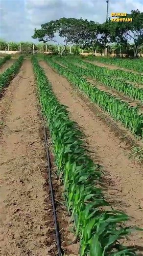 Planting Corn using Drip Irrigation