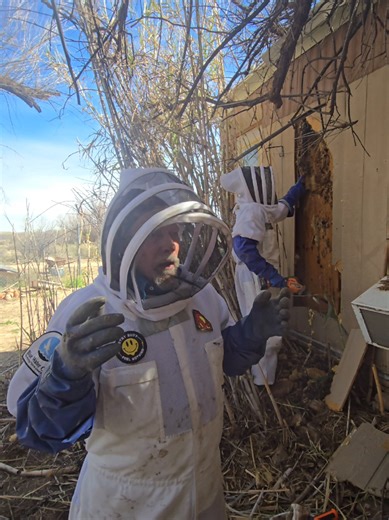 In areas where they are established, any feral or unmanaged honeybee colony should be treated as potentially Africanized—disturbances can trigger large, fast, long‑pursuit attacks that can deliver enough stings to be life‑threatening even to people without allergies, so if a cloud of bees begins stinging, you should immediately run to full shelter (vehicle or building), protect your face, and seek medical help if you receive multiple stings or feel systemic symptoms like trouble breathing, dizzi
