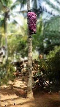 Now anyone can Climb a Coconut Tree | Have a look Amazing Coconut Tree Climbing Tool