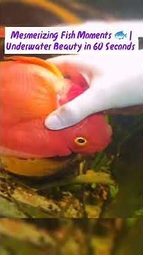 Colorful Fish Compilation | Stunning & Relaxing Aquarium Moments” #heartwarming #pets