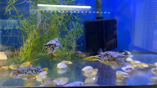 MBU puffer, ￼ they always love to interact with you and mostly all community fish can go in with them. The downside is they will require a very large tank as the MBU is one of the largest freshwater puffers and can reach up to 30 inches. | E & E Tropical Fish