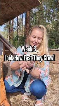 Week 3 Meat Chicken Grow-Out | Look How Big They’re Getting