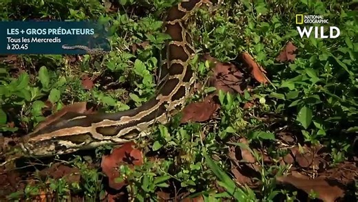 Un python birman s'attaque à un petit alligator