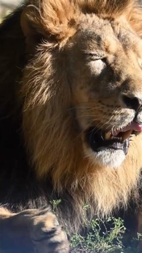 loin #lion #facts #shorts #views #likeandsubscribe