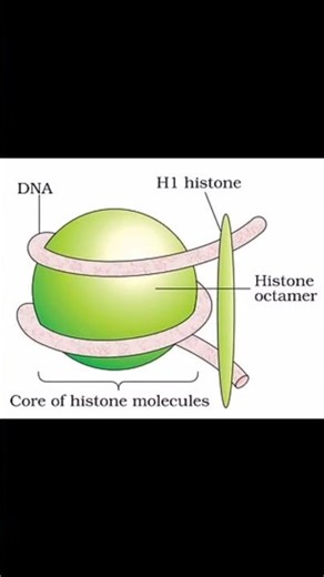 DNA Packaging-Nucleosome model #study #biology #short