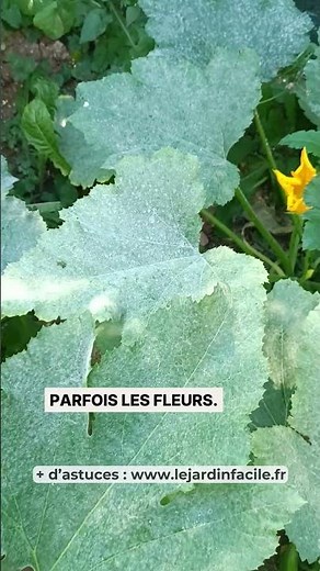⚠️ Powdery mildew: spot this disease before it destroys your plants!
