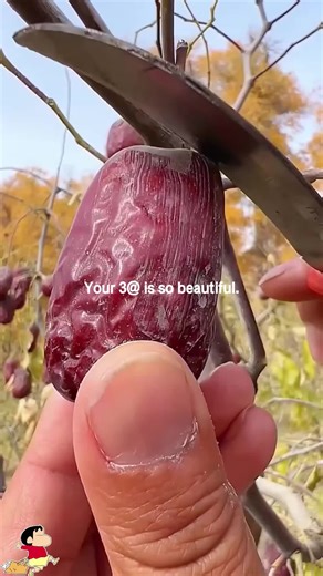 Delightful Fruits Experience