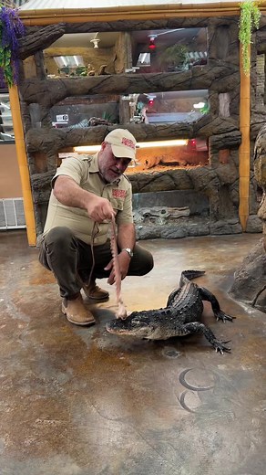 Feeding an Alligator Octopus: An Unexpected Treat