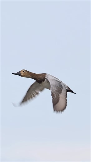 Sam Rino on Instagram: "Beautiful Canvasback duck in flight !!! Please check out my YouTube channel link in my profile and please don’t forget to subscribe 😊🙏🏻 Music 🎹 by me 😁 “New World“ Copyrighted @canonusa Shot on a Canon R1 + RF 100-500 in 1080p 240fps handheld #canonusa #reels #birds #wildlife #bbcwildlifepotd #natgeowild #natgeoyourshot #ducks"