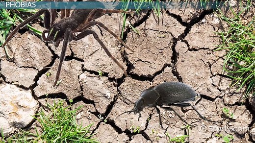 Flooding Therapy Overview & Technique | What is Flooding in Psychology?