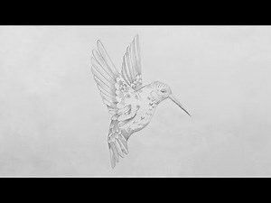 Humming Bird pencil drawing process 🐦