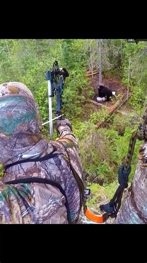 big black Bear hunt #bear #chase #hunting