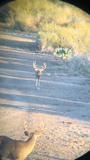 Everything is bigger in Texas! Got to watch this monster buck on my last day after I tagged out! #deer #hunting #texas #whitetaildeer