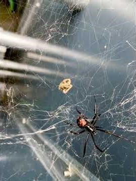 Black Widow Spider found in Chesapeake, Va. #pestcontrol #blackwidow