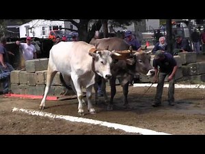 Ox Pull 2013 Deerfield Fair Oxen NH Pulling Video 10