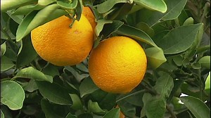 Citrus Greening: Protecting Australian farms from a devastating citrus disease