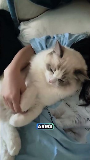 What Makes Ragdoll Cats So Irresistibly Cute? 😻🐱 | Ragdoll Cat Facts