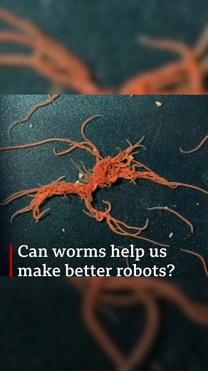 49K views · 578 reactions | These worm blobs can untangle themselves in milliseconds – and scientists think that can help them develop better robots. More about the science of worms: https://www.bbc.co.uk/sounds/play/w3cszv5w | BBC World Service | Facebook