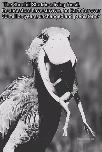 The World’s Most Mysterious Bird 🦕NatureBliss #shorts