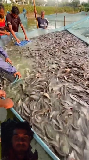 #fishing #fish #seafood #caucathugian #carpfishing