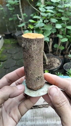 plants propagation by stem cuttings 🌳 | perbanyakan tanaman dengan cara stek batang | #fypシ #sancang