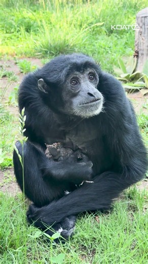 Gibbon takes care of a robin that flew into enclosure at ABQ BioPark #animals #zoo #albuquerque