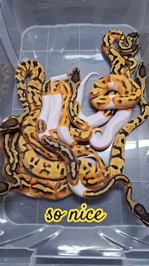 Orange Dream Enchi GeneX Piebald .. Ball Python #ballpython #python #pythonregius