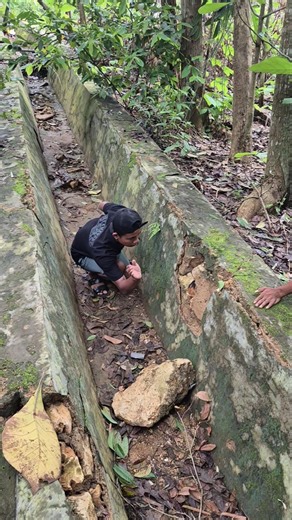 discovery of rare animals #trending #animals #shortsvideos #nature