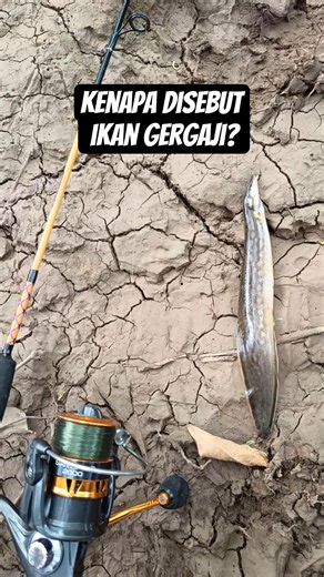 IKAN BEROD/SILI MADE IN ASLI SUNGAI JAWA BARAT