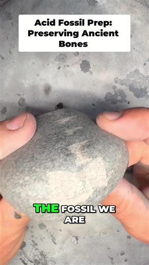 Ichthyosaur Fossil Preparation: Acid Transformation Process