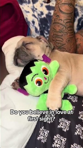 I know I do🥹💙 #puppyvideos #frenchiesofyoutube #frenchbulldoglover #dogsofyoutube #dogshorts