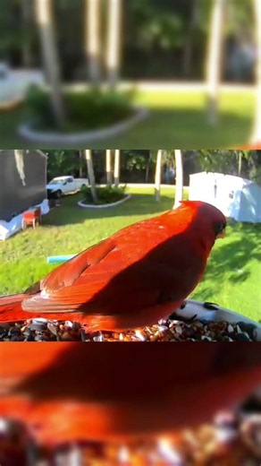 This male Red Cardinal eating sunflower seeds up close! #birds #birdfeeder #birdwatching