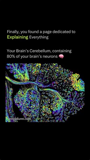 Explaining on Instagram: "The cerebellum, located at the back of your brain, is often called the “little brain.” 🧠 Despite its smaller size compared to the rest of the brain, it contains about 80% of all your brain’s neurons. It plays a vital role in balance, coordination, and fine motor control, helping you walk, run, or even type smoothly. Beyond movement, new research shows it also contributes to learning, memory, and even aspects of emotion and thought, making it one of the most densely pac