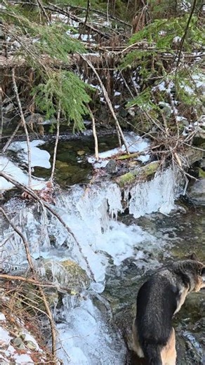 Frozen Creek Waterfall with German Shepherd #frozenstream