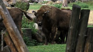 Bison family through the wooden fence of the reserve. The zubr, or European bison is a species of animal in the genus bison. The last representative of wild bulls in Europe. Their habitat is deciduous