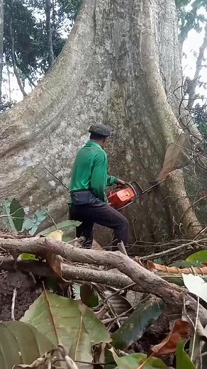 19K views · 111 reactions | saw a big tree  #amazing #tips #DIY #techonogy #machines | Survival Amazing | Facebook