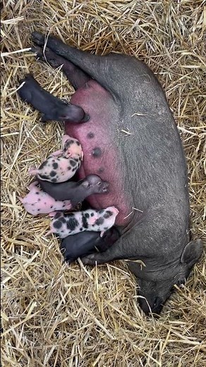 WE HAVE NEW LIFE ON THE FARM! New piglets on the farm! #piglets #pigs #kunekune