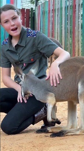 Kangaroo's have amazing adaptations - how extra special to see them up close! 🌍 🦘